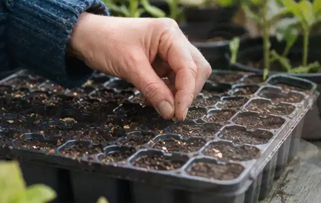 Hand legt einzelne Samen in vorbereitete Anzuchtschalen mit lockerer Erde; Thema Gartenpflanzen, Schwerpunkt Rückschnitt; Praxisalltag.