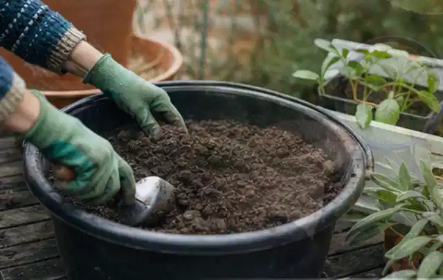 Behandschuhte Hände bereiten lockere Pflanzerde in einem großen Kübel vor; Thema Gartenpflanzen, Schwerpunkt Sortenwahl; Umsetzung.