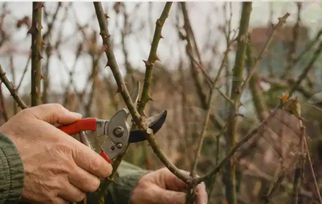 Hände schneiden einen älteren Rosenstrauch mit einer sauberen Gartenschere; Thema Gartenpflanzen, Schwerpunkt Sortenwahl; Ergebnis.