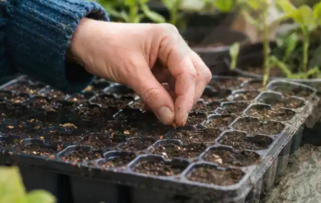 Hand legt einzelne Samen in vorbereitete Anzuchtschalen mit lockerer Erde; Thema Gartenpflanzen, Schwerpunkt Standort; Ausgangslage.