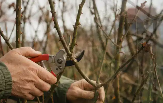 Hände schneiden einen älteren Rosenstrauch mit einer sauberen Gartenschere; Thema Gartenpflanzen, Schwerpunkt Topfkultur; Ausgangslage.