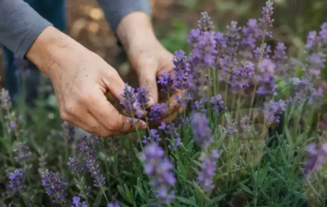 Hände pflegen blühenden Lavendel in einem natürlich angelegten Gartenbeet; Thema Gartenpflanzen, Schwerpunkt Topfkultur; Umsetzung.