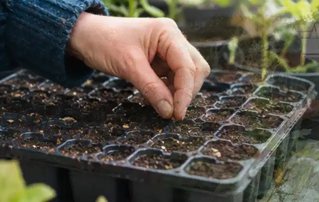 Hand legt einzelne Samen in vorbereitete Anzuchtschalen mit lockerer Erde; Thema Gartenpflanzen, Schwerpunkt Topfkultur; Kontrolle.