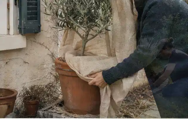 Person umhüllt eine mediterrane Kübelpflanze mit atmungsaktivem Winterschutz; Thema Gartenpflanzen, Schwerpunkt Topfkultur; Praxisalltag.