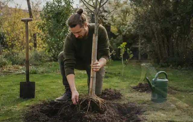Person setzt einen jungen Zierbaum in ein vorbereitetes Pflanzloch im Garten; Thema Gartenpflanzen, Schwerpunkt Wachstum; Ausgangslage.