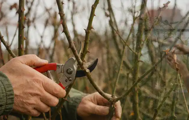 Hände schneiden einen älteren Rosenstrauch mit einer sauberen Gartenschere; Thema Gartenpflanzen, Schwerpunkt Wachstum; Kontrolle.