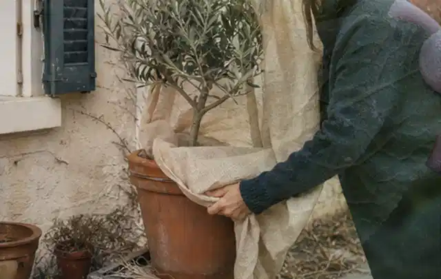 Person umhüllt eine mediterrane Kübelpflanze mit atmungsaktivem Winterschutz; Thema Gartenpflanzen, Schwerpunkt Wachstum; Ergebnis.
