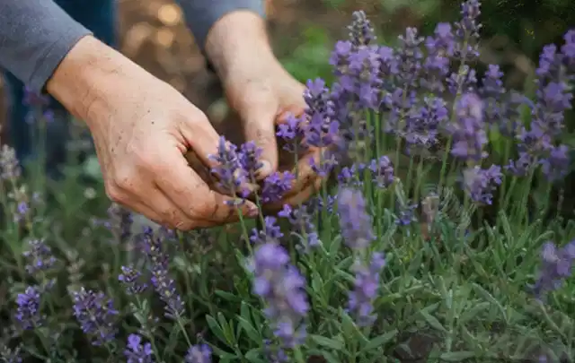 Hände pflegen blühenden Lavendel in einem natürlich angelegten Gartenbeet; Thema Gartenpflanzen, Schwerpunkt Winterpflege; Umsetzung.
