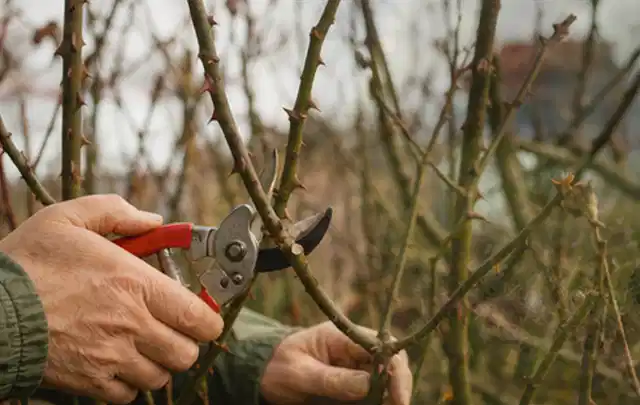 Hände schneiden einen älteren Rosenstrauch mit einer sauberen Gartenschere; Thema Gartenpumpen, Schwerpunkt Anwendung; Umsetzung.