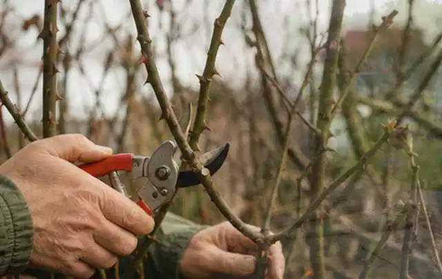 Hände schneiden einen älteren Rosenstrauch mit einer sauberen Gartenschere; Thema Gartenpumpen, Schwerpunkt Bestenliste; Praxisalltag.