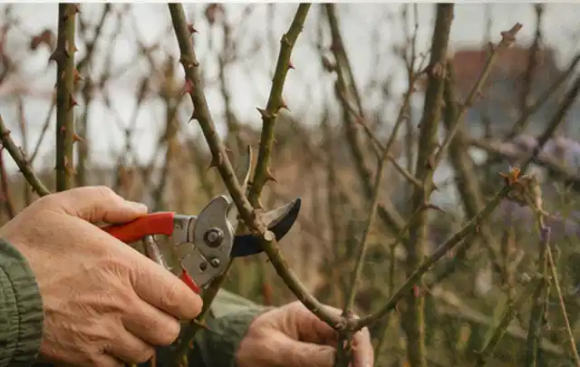 Hände schneiden einen älteren Rosenstrauch mit einer sauberen Gartenschere; Thema Gartenpumpen, Schwerpunkt Dimensionierung; Ergebnis.