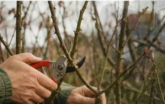 Hände schneiden einen älteren Rosenstrauch mit einer sauberen Gartenschere; Thema Gartenpumpen, Schwerpunkt Gärten mit großer Fläche; Kontrolle.