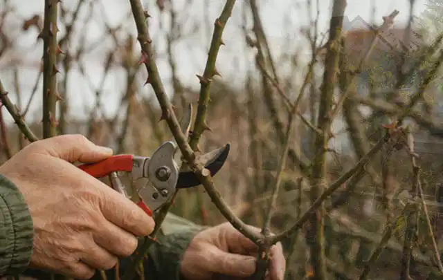 Hände schneiden einen älteren Rosenstrauch mit einer sauberen Gartenschere; Thema Gartenpumpen, Schwerpunkt Gärten mit kleiner Fläche; Ergebnis.