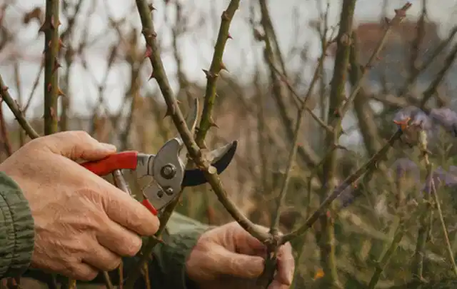 Hände schneiden einen älteren Rosenstrauch mit einer sauberen Gartenschere; Thema Gartenpumpen, Schwerpunkt Kaufberatung; Ausgangslage.