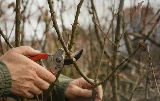 Hände schneiden einen älteren Rosenstrauch mit einer sauberen Gartenschere; Thema Gartenpumpen, Schwerpunkt Leistung; Kontrolle.