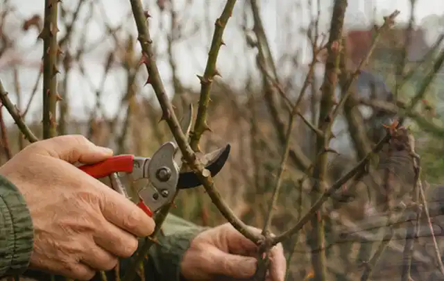Hände schneiden einen älteren Rosenstrauch mit einer sauberen Gartenschere; Thema Gartenpumpen, Schwerpunkt Nachhaltigkeit; Ausgangslage.