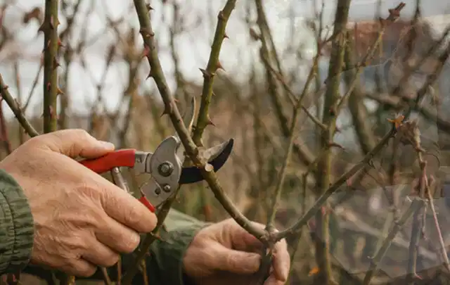 Hände schneiden einen älteren Rosenstrauch mit einer sauberen Gartenschere; Thema Gartenpumpen, Schwerpunkt Reinigung; Ausgangslage.