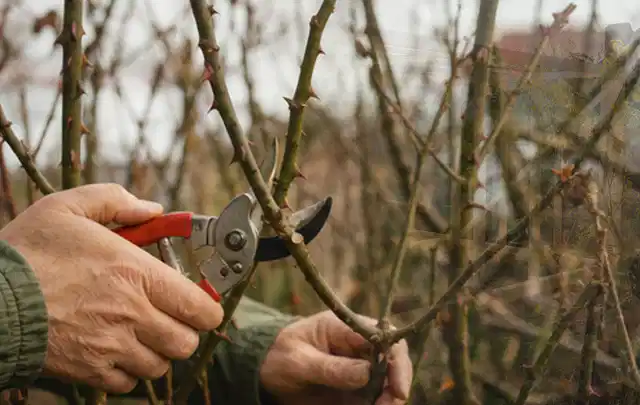Hände schneiden einen älteren Rosenstrauch mit einer sauberen Gartenschere; Thema Gartenpumpen, Schwerpunkt Reparatur; Umsetzung.