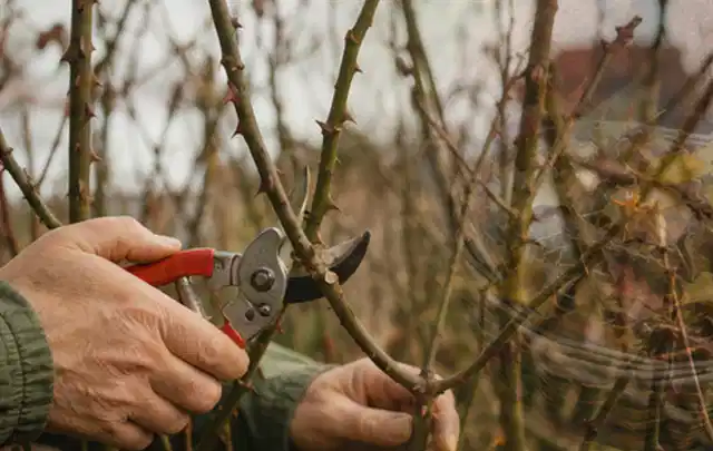 Hände schneiden einen älteren Rosenstrauch mit einer sauberen Gartenschere; Thema Gartenpumpen, Schwerpunkt Systemvergleich; Umsetzung.