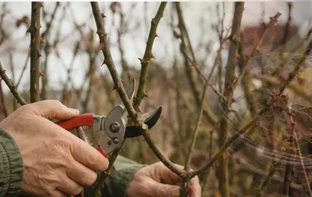 Hände schneiden einen älteren Rosenstrauch mit einer sauberen Gartenschere; Thema Gartenpumpen, Schwerpunkt Testkriterien; Ausgangslage.