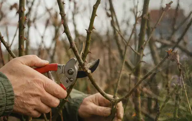 Hände schneiden einen älteren Rosenstrauch mit einer sauberen Gartenschere; Thema Gartenpumpen, Schwerpunkt Vergleich; Ergebnis.