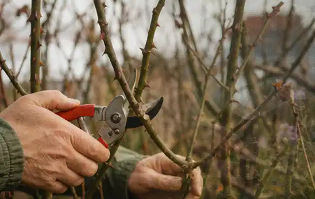 Hände schneiden einen älteren Rosenstrauch mit einer sauberen Gartenschere; Thema Gartenpumpen, Schwerpunkt Winterlager; Ergebnis.