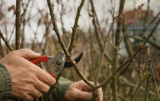 Hände schneiden einen älteren Rosenstrauch mit einer sauberen Gartenschere; Thema Gartenscheren, Schwerpunkt Dimensionierung; Ausgangslage.