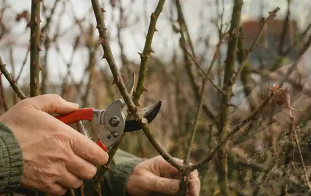 Hände schneiden einen älteren Rosenstrauch mit einer sauberen Gartenschere; Thema Gartenscheren, Schwerpunkt Ersatzteile; Ausgangslage.