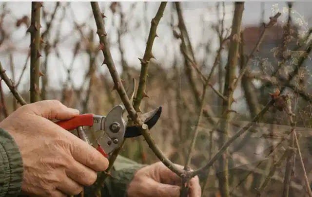 Hände schneiden einen älteren Rosenstrauch mit einer sauberen Gartenschere; Thema Gartenscheren, Schwerpunkt Fehlerhilfe; Ausgangslage.