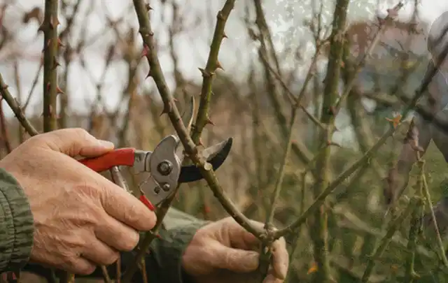 Hände schneiden einen älteren Rosenstrauch mit einer sauberen Gartenschere; Thema Gartenscheren, Schwerpunkt Gärten mit großer Fläche; Ausgangslage.