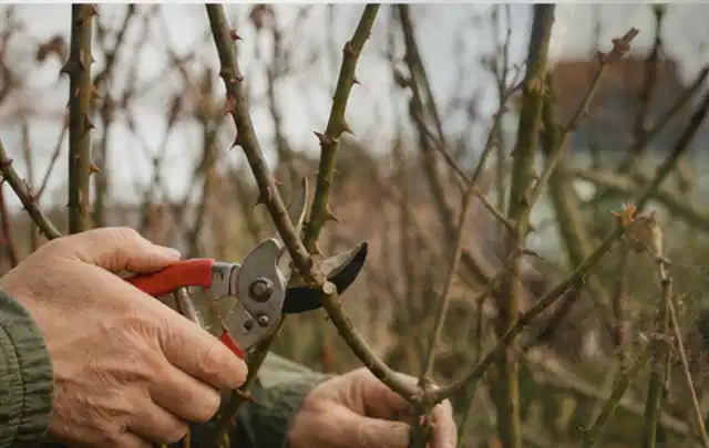 Hände schneiden einen älteren Rosenstrauch mit einer sauberen Gartenschere; Thema Gartenscheren, Schwerpunkt Gärten mit kleiner Fläche; Ausgangslage.