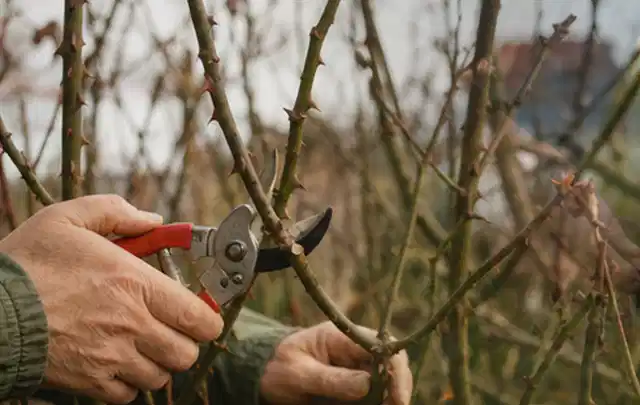 Hände schneiden einen älteren Rosenstrauch mit einer sauberen Gartenschere; Thema Gartenscheren, Schwerpunkt Kosten; Ergebnis.