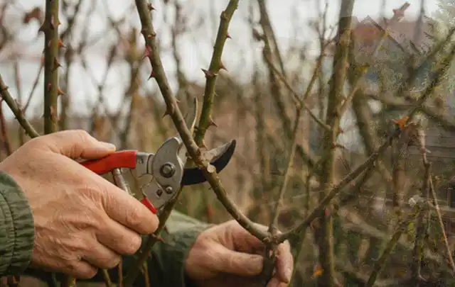 Hände schneiden einen älteren Rosenstrauch mit einer sauberen Gartenschere; Thema Gartenscheren, Schwerpunkt Leistung; Praxisalltag.