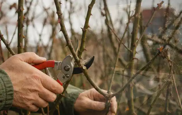 Hände schneiden einen älteren Rosenstrauch mit einer sauberen Gartenschere; Thema Gartenscheren, Schwerpunkt Nachhaltigkeit; Umsetzung.