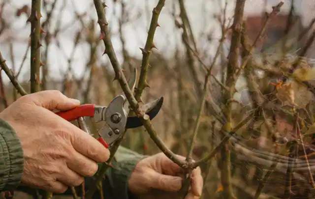 Hände schneiden einen älteren Rosenstrauch mit einer sauberen Gartenschere; Thema Gartenscheren, Schwerpunkt Reinigung; Ausgangslage.
