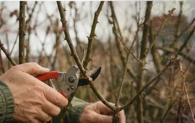 Hände schneiden einen älteren Rosenstrauch mit einer sauberen Gartenschere; Thema Gartenscheren, Schwerpunkt Sicherheit; Umsetzung.
