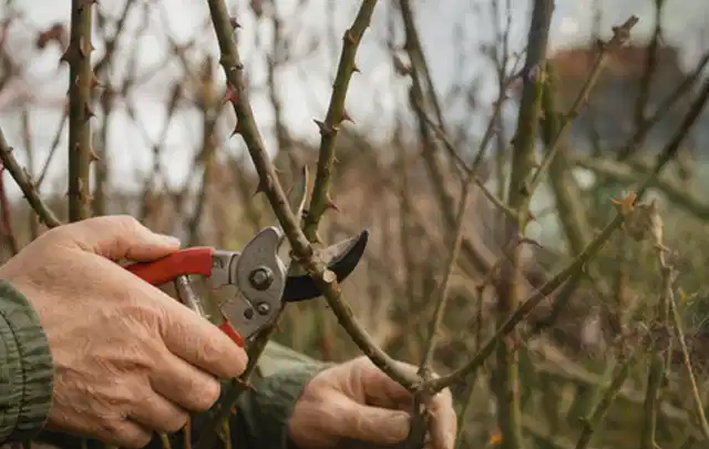 Hände schneiden einen älteren Rosenstrauch mit einer sauberen Gartenschere; Thema Gartenscheren, Schwerpunkt Systemvergleich; Praxisalltag.