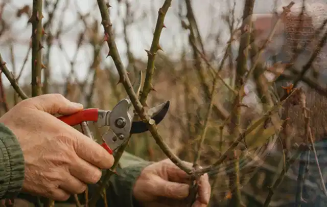 Hände schneiden einen älteren Rosenstrauch mit einer sauberen Gartenschere; Thema Gartenscheren, Schwerpunkt Testkriterien; Umsetzung.