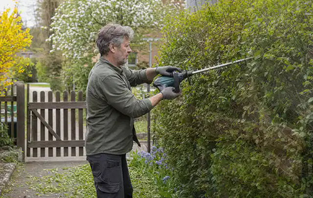 Person schneidet eine Gartenhecke mit einem motorisierten Gartengerät; Thema Gartenscheren, Schwerpunkt Vergleich; Kontrolle.