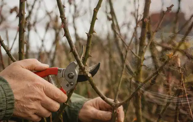 Hände schneiden einen älteren Rosenstrauch mit einer sauberen Gartenschere; Thema Gartenscheren, Schwerpunkt Vergleich; Ergebnis.