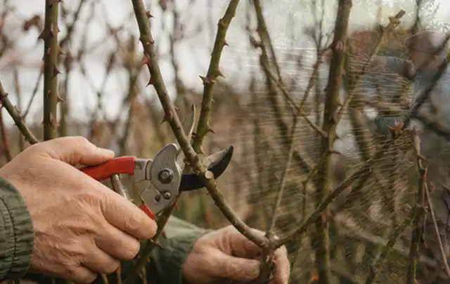 Hände schneiden einen älteren Rosenstrauch mit einer sauberen Gartenschere; Thema Gartenscheren, Schwerpunkt Wartung; Kontrolle.