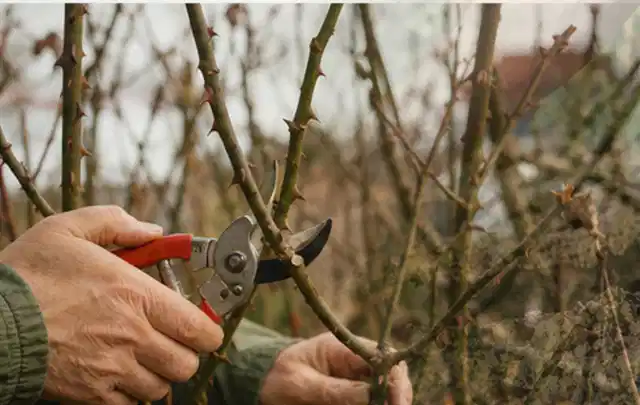 Hände schneiden einen älteren Rosenstrauch mit einer sauberen Gartenschere; Thema Gartenscheren, Schwerpunkt Winterlager; Ergebnis.