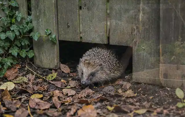 Igel nutzt einen bodennahen Durchgang unter einem hölzernen Gartenzaun; Thema Gartenstühle, Schwerpunkt Anwendung; Ausgangslage.