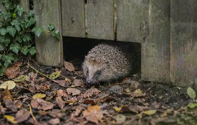 Igel nutzt einen bodennahen Durchgang unter einem hölzernen Gartenzaun; Thema Gartenstühle, Schwerpunkt Dimensionierung; Praxisalltag.