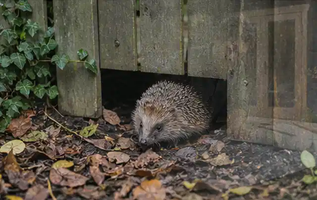 Igel nutzt einen bodennahen Durchgang unter einem hölzernen Gartenzaun; Thema Gartenstühle, Schwerpunkt Fehlerhilfe; Kontrolle.