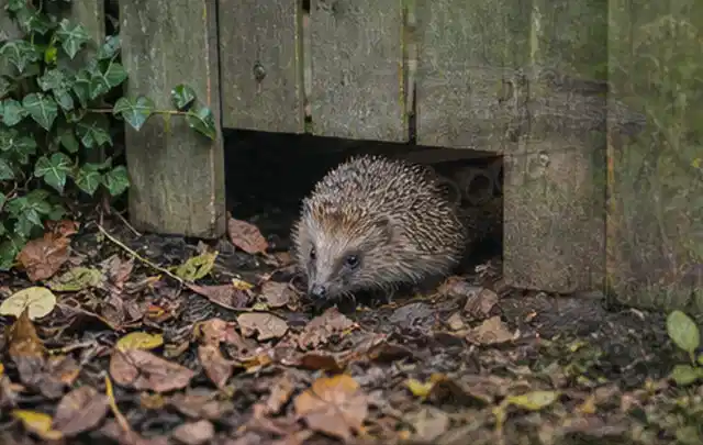 Igel nutzt einen bodennahen Durchgang unter einem hölzernen Gartenzaun; Thema Gartenstühle, Schwerpunkt Gärten mit großer Fläche; Praxisalltag.