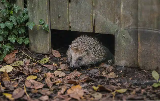 Igel nutzt einen bodennahen Durchgang unter einem hölzernen Gartenzaun; Thema Gartenstühle, Schwerpunkt Gärten mit kleiner Fläche; Ergebnis.