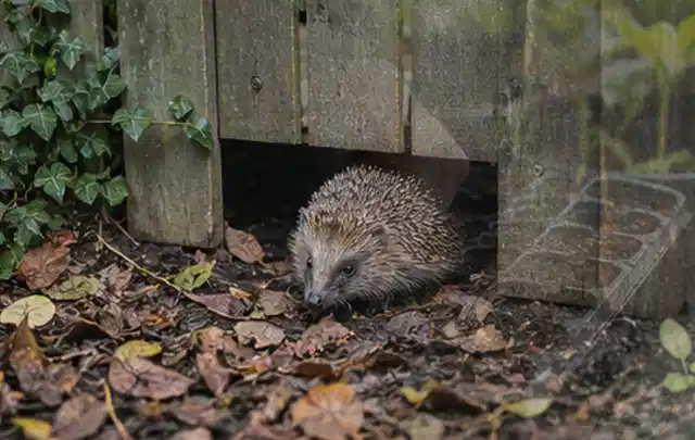 Igel nutzt einen bodennahen Durchgang unter einem hölzernen Gartenzaun; Thema Gartenstühle, Schwerpunkt Kaufberatung; Umsetzung.