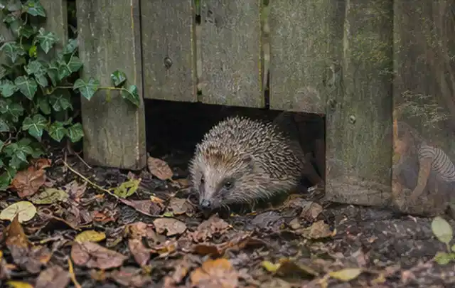 Igel nutzt einen bodennahen Durchgang unter einem hölzernen Gartenzaun; Thema Gartenstühle, Schwerpunkt Kosten; Umsetzung.