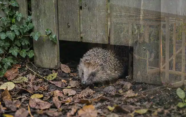 Igel nutzt einen bodennahen Durchgang unter einem hölzernen Gartenzaun; Thema Gartenstühle, Schwerpunkt Nachhaltigkeit; Kontrolle.